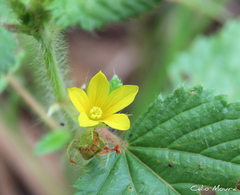 Melochia longidentata