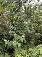 Clerodendrum canescens