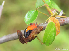 Commiphora leptophloeos