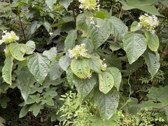 Clerodendrum canescens
