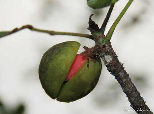 Amburana
