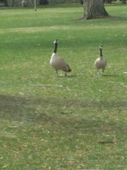 Branta canadensis
