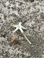 Clerodendrum canescens