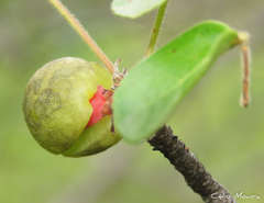 Commiphora leptophloeos