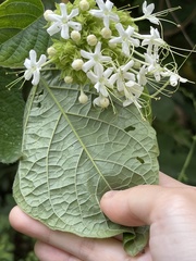Clerodendrum canescens
