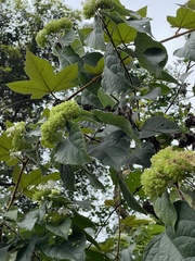 Clerodendrum canescens