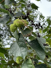 Clerodendrum canescens