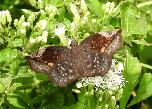 Sickle-winged Skipper