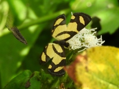 Baeotis zonata zonata