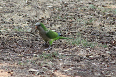 Myiopsitta monachus