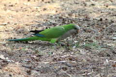 Myiopsitta monachus