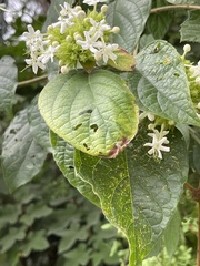 Clerodendrum canescens