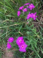 Phlox drummondii