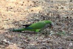 Myiopsitta monachus