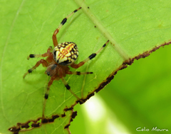 Araneus guttatus