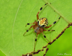 Araneus guttatus