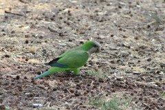 Myiopsitta monachus