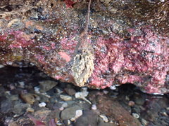 Boltenia villosa