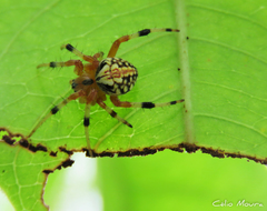 Araneus guttatus