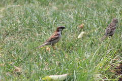 Passer domesticus