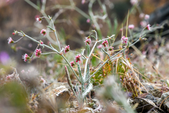 Eriogonum angulosum
