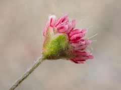 Eriogonum angulosum