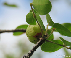 Commiphora leptophloeos