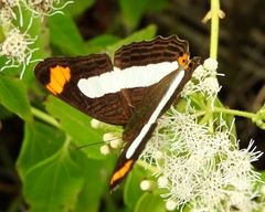 Adelpha iphicleola iphicleola