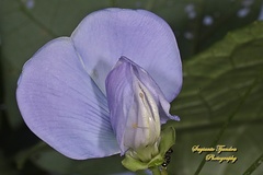 Psophocarpus tetragonolobus