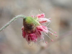 Eriogonum angulosum