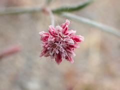 Eriogonum angulosum