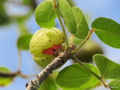 Commiphora leptophloeos