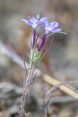 Eriastrum pluriflorum