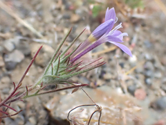 Eriastrum pluriflorum