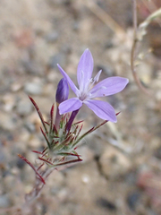 Eriastrum pluriflorum