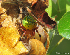 Araneus guttatus
