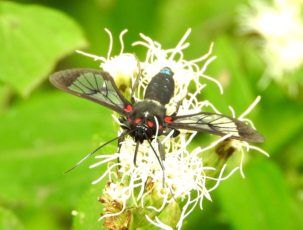 Pheia albisigna