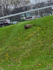 Marmota monax