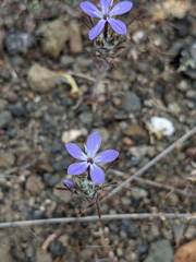 Eriastrum pluriflorum