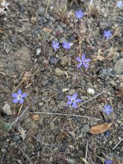Eriastrum pluriflorum