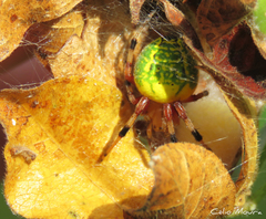 Araneus guttatus