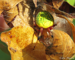 Araneus guttatus