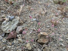 Eriogonum angulosum