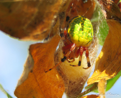 Araneus guttatus