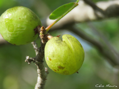 Commiphora leptophloeos