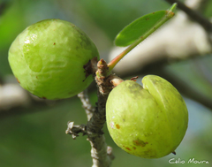 Commiphora leptophloeos