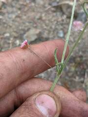 Eriogonum angulosum