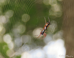 Micrathena swainsoni