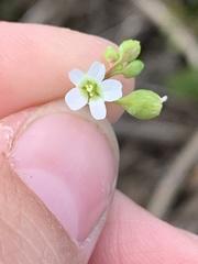 Montia linearis