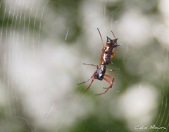 Micrathena swainsoni